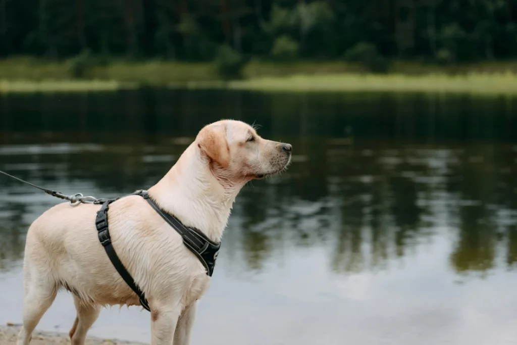 Accessoires pour chiens confortables : nos astuces